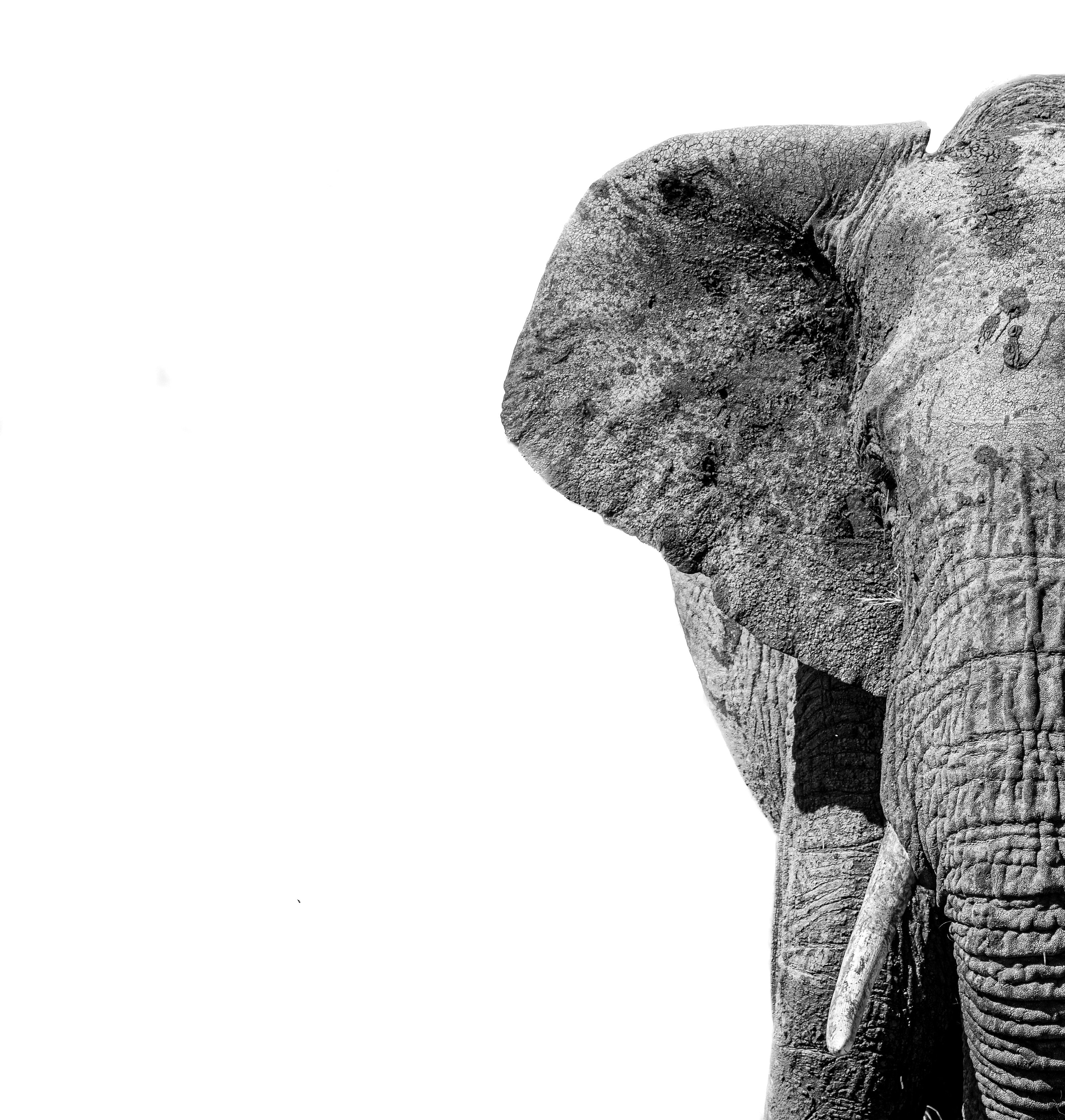 Los elefantes y el billar